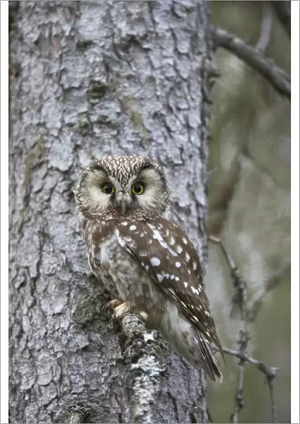 Tengmalm's Owl Aegolius funereus Oulu Region, Finland BI014251