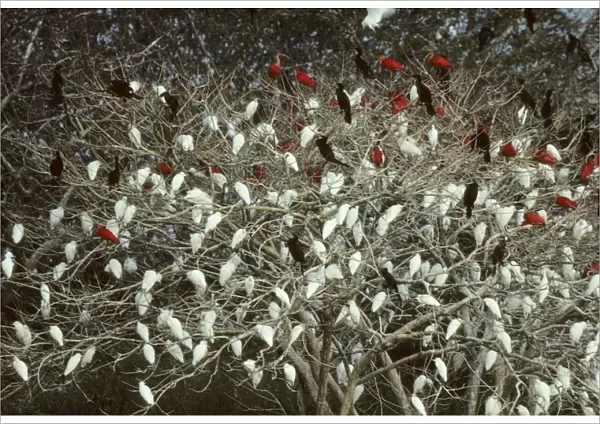 Mixed Egret, Ibis and Cormorant Roost Llanos, Venezuela BI006920
