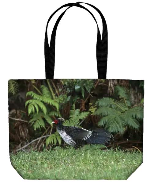 Kalij Pheasant - Introduced Species Kaua'i Island, Hawaaii BI006913