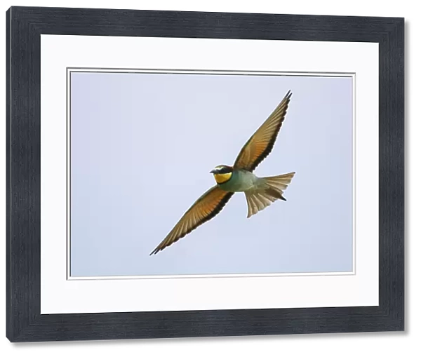 Bee-eater - In flight Extramadura, Spain BI002434