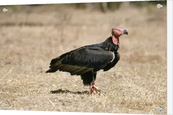 Red-headed Vulture India