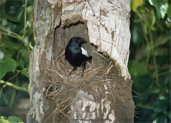 Seychelles Magpie-Robin - at nest