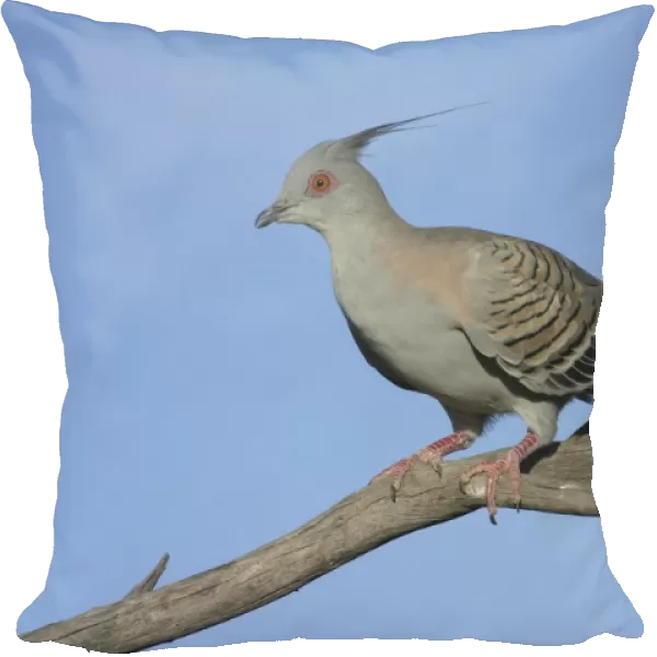 Crested Pigeon Arid Lands Botanic Gardens, Port Augusta, S. A. Australia