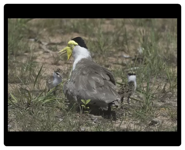 Masked Lapwing With newly-hatched chicks, nest with 1 egg yet to hatch Howard Springs, Darwin, Northern Territory, Australia