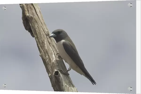White-breasted Woodswallow Lake Waggaboonyah. Mt Gordon, Queensland, Australia