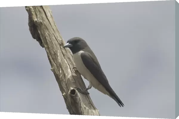 White-breasted Woodswallow Lake Waggaboonyah. Mt Gordon, Queensland, Australia