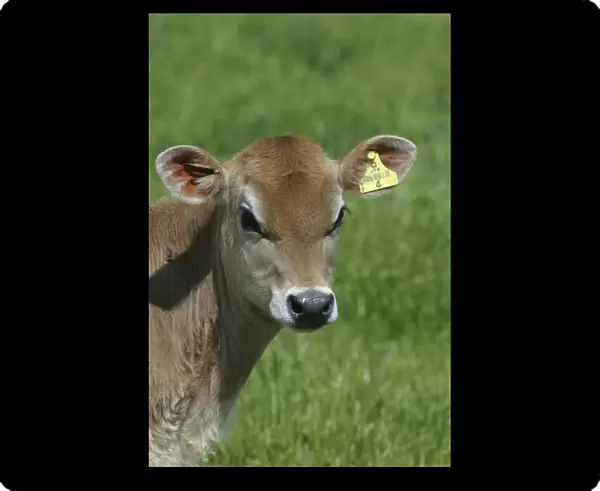 Jersey calf On a Waikato dairy farm, New Zealand