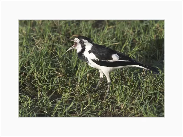 Magpie-lark - female. Popularly known as Pee-wee and Mudlark, but DNA testing has shown it to be a large Monarch Flycatcher At Lajamanu, an aboriginal settlement on the northern edge of the Tanami Desert, Northern Territory, Australia
