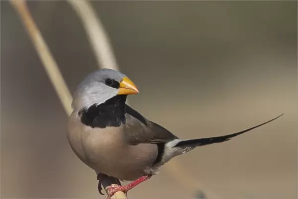 Long-tailed Finch - Kimberley subspecies with yellowish bill. Only found in northern Australia. Inhabits dry grassland with scattered trees, open woodland. Never far from water. Sociable species usually found in flocks