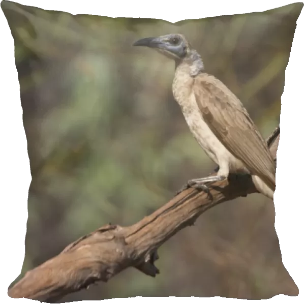 Little Friarbird A bird of open forests, dry grassy woodlands, wet woodlands, mangroves and gardens. Nomadic, following flowering trees. Pugnacious and noisy. Will drive smaller honeyeaters away from flowers