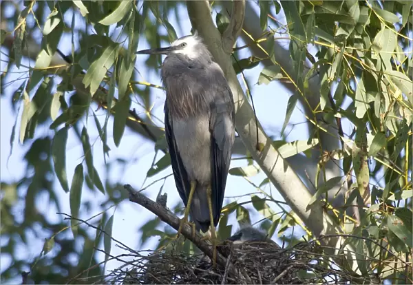 White-faced Heron - At nest with chicks. Found right throughout Australia, except for the true deserts. Very common in the southeast and southwest. Inhabits all kinds of wetlands and lakes and also coastal mudflats
