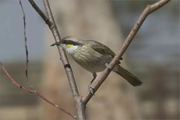 Singing Honeyeater - Found throughout Australia except for northern and eastern coastal regions. Inhabits inland mallee and mulga scrublands and dry inland woodlands. Also shrubby spinifex country. Kupungarri, Kimberleys, Western Australia