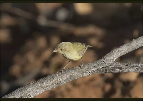 Weebill - Found right throughout Australia in dry open eucalypt forests and woodlands. Photographed near a waterhole in an otherwise dry creek bed at Kupungarri, Kimberleys, Western Australia