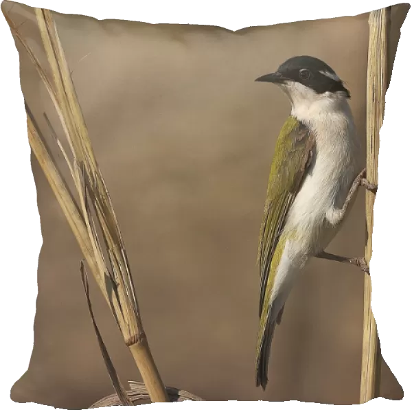 White-throated Honeyeater - This is a woodland species from rainforest margins, riverside vegetation, to tree-lined watercourses in more arid regions. Also mangroves. Found across northern and eastern Australia