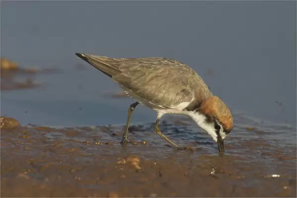 Red-capped Plover, feeding. - A widespread plover closely related to the Kentish Plover. Inhabits both coastal and inland waterways. At a pond near Marble Bar, Pilbara, Western Australia