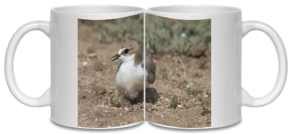 Red-capped Plover, female with wet abdomen. When returning to incubate this female had a wet abdomen used to cool the eggs. Both adults stood over the eggs shading rather than incubating as the temperature was in the 50 to 60 degree range