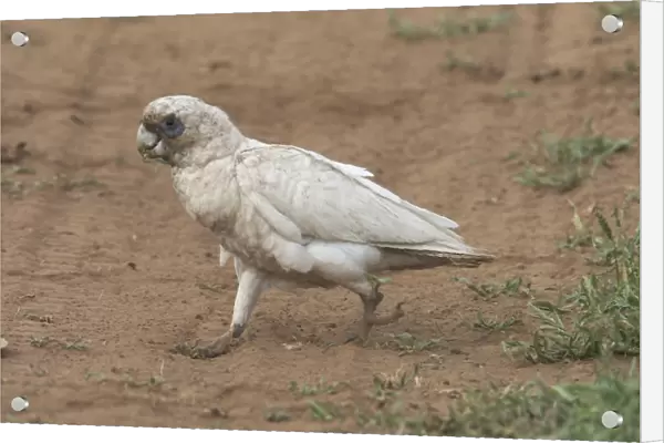 Little Corella - Dirty from ground feeding in the dusty ground of Marble Bar, Pilbara, Western Australia. Found throughout much of Australia except for the south west