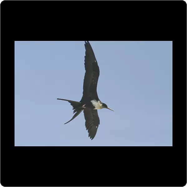 Great Frigatebird - female in flight. At Pulu Keeling National Park, Cocos (Keeling) Islands, Indian Ocean. Pulu Keeling is Australia's smallest and most western National Park