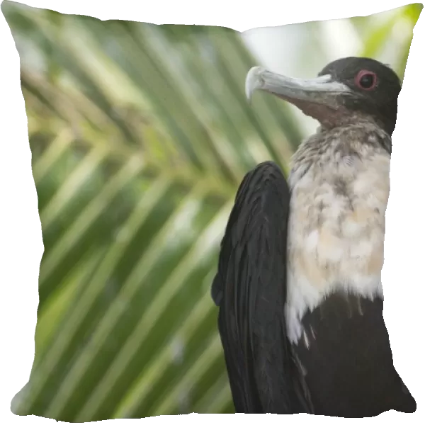 Great Frigatebird female - At Pulu Keeling National Park, Cocos (Keeling) Islands, Indian Ocean. Pulu Keeling is Australia's smallest and most western National Park