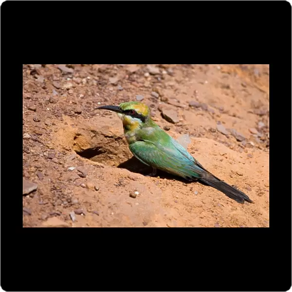 Rainbow Bee-eater at nest Nesting in the middle of the Mt Barnett camping ground, Gibb River Road, Kimberley, Western Australia. Inhabits open woodland throughout Australia