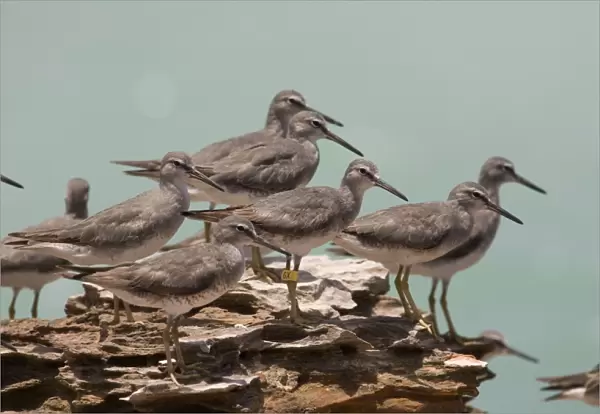 Grey-tailed Tattler flock A winter-plumaged bird at Roebuck Bay near Broome, Western Australia. Breeds in arctic Russia and Siberia and winters in Southeast Asia and Australia