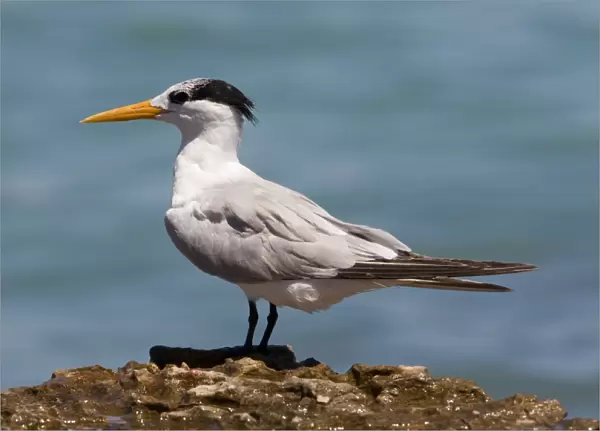Lesser Crested Tern in non-breeding plumage Widespread along Australia's northern coastal regions. Also Africa, coastal Asia and Southeast Asia, to Indonesia and Papua New Guinea