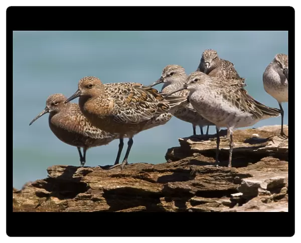 Red Knot in breeding plumage Breeds in widely separated areas of the Arctic and winters in scattered areas of the Southern Hemisphere but some remain in temperate areas of the Northern Hemisphere