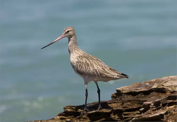 Bar-tailed Godwit in non-breeding plumage Breeds in the far north Arctic tundra from Scandinavia to Siberia and Alaska. Winters on many southern coastlines except North and South America