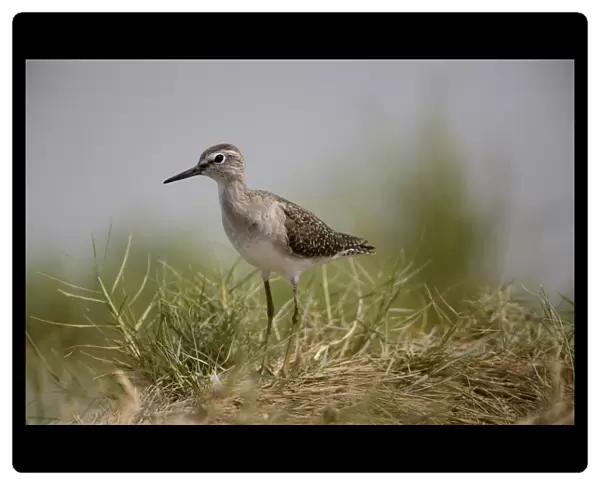 Wood Sandpiper Breeds in the far north of Europe and Asia from Scotland to Siberia and winters in Africa and Asia with small numbers reaching Australia where it prefers the edges of inland wetlands