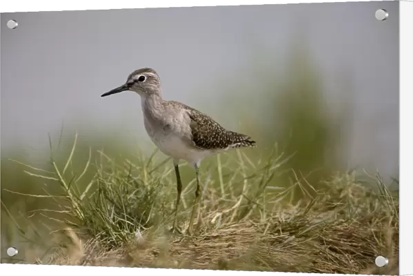 Wood Sandpiper Breeds in the far north of Europe and Asia from Scotland to Siberia and winters in Africa and Asia with small numbers reaching Australia where it prefers the edges of inland wetlands