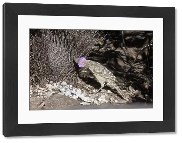 Great Bowerbird - Displaying at a bower near Little Merten's Falls, Mitchell Plateau, Kimberley, Western Australia