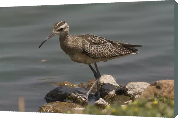 Little Curlew  /  Little Whimbrel - this bird spent 48 hours walking and wading around the edge of a small sewage pond before departing. At Mt Barnett, Gibb River Road, Kimberley, Western Australia