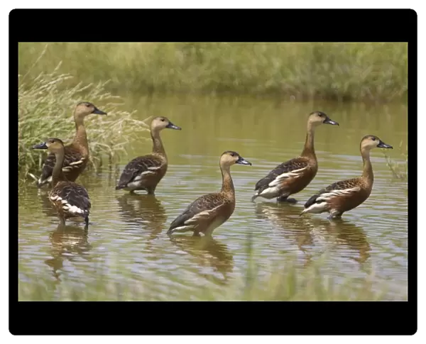 Wandering Whistling-Duck flock At Mt Barnett, Gibb River Road, Kimberley, Western Australia