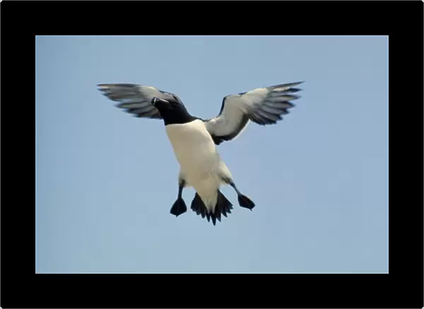 Razorbill In flight