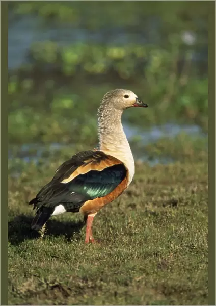 Orinoco Goose Amazon, Orinoco Basin, South America