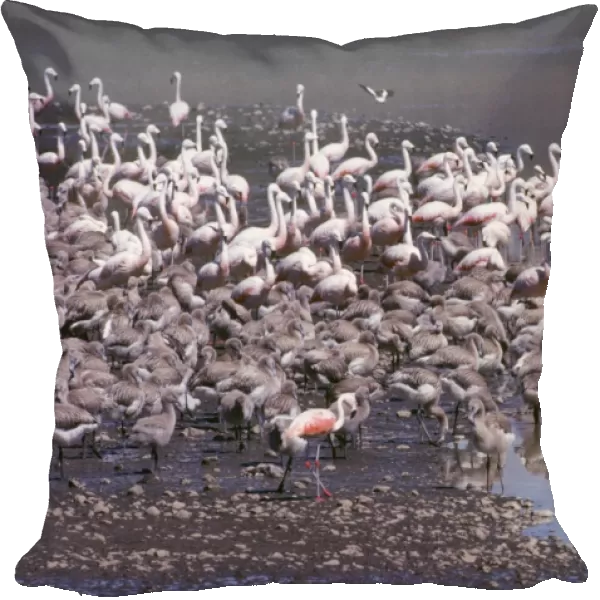 Chilean Flamingo - colony with young Andes, Peru