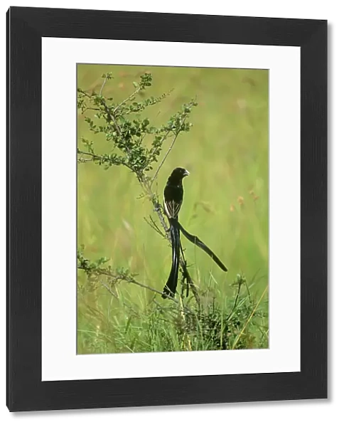 Jackson's Widowbird - male in breeding plumage Maasai Mara, Kenya, Africa