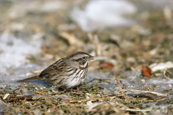 Song Sparrow - feeding on icy ground
