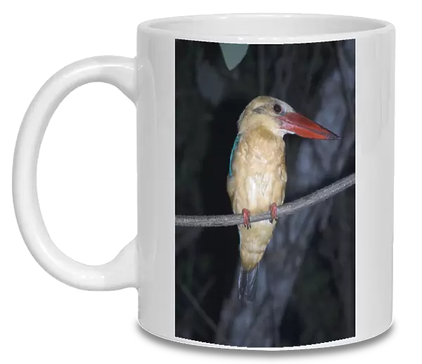 Stork-billed Kingfisher - On perch Kinabatangan River, Sabah, Borneo, Malaysia Distribution: SE Asia including India