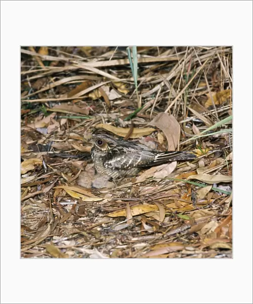 Large-tailed Nightjar - with chicks Australia