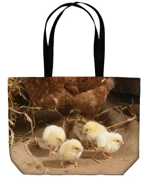 Chicken With Chicks