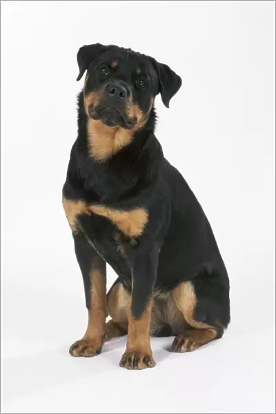 Rottweiler Dog - puppy