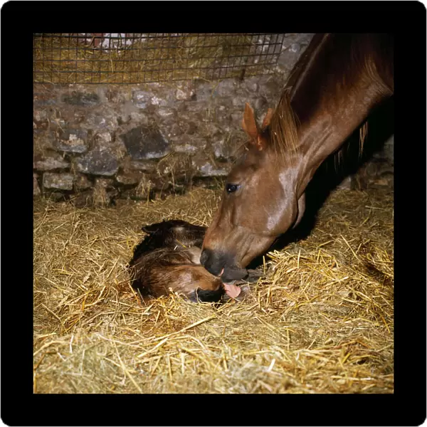 Horse - new born thoroughbred foal