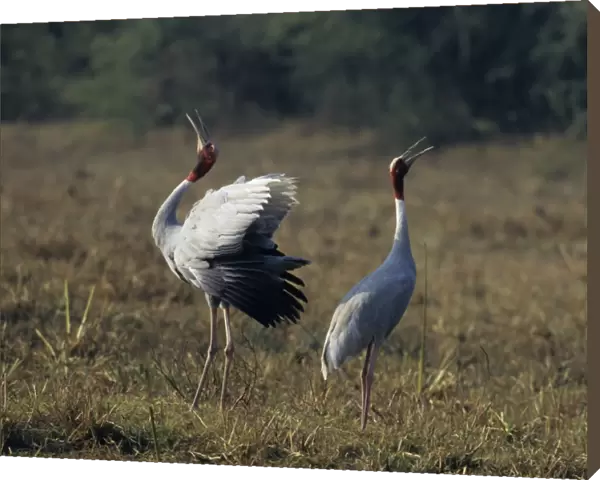 Indian Saras Crane - territorial display Keoladeo National Park, India