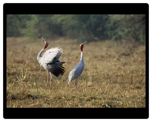 Indian Sarus Crane - territorial display Keoladeo National Park, India