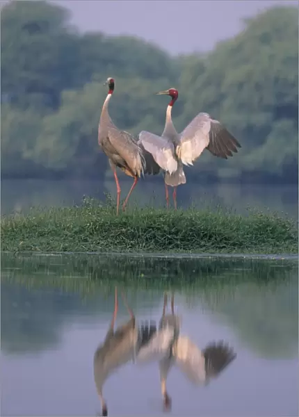 Nesting pair of Indian Saras Crane, Keoladeo National Park, India