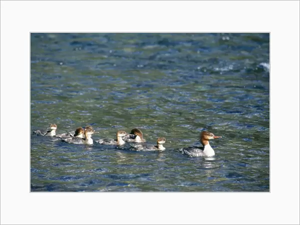 Goosander With young