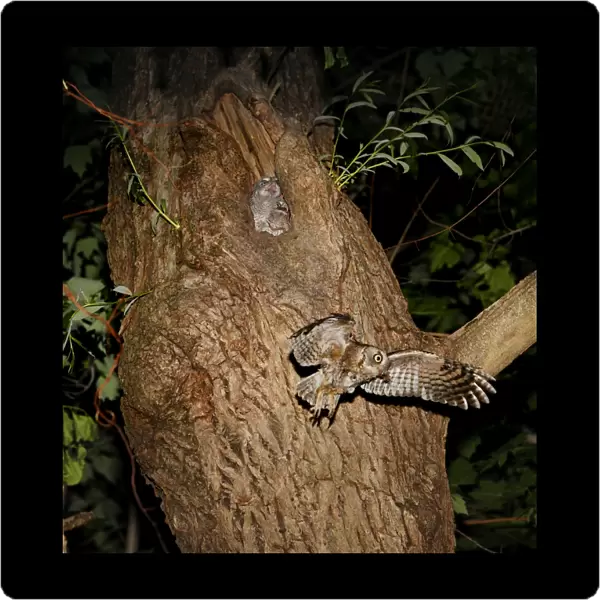 Eastern Screech-Owl - adult feeding young in nest