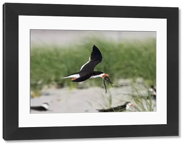Black Skimmer - in flight with needlefish in Long Island. New York colony in August - USA