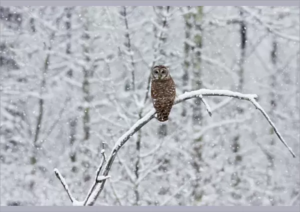 Barred Owl - in winter. January, CT, USA